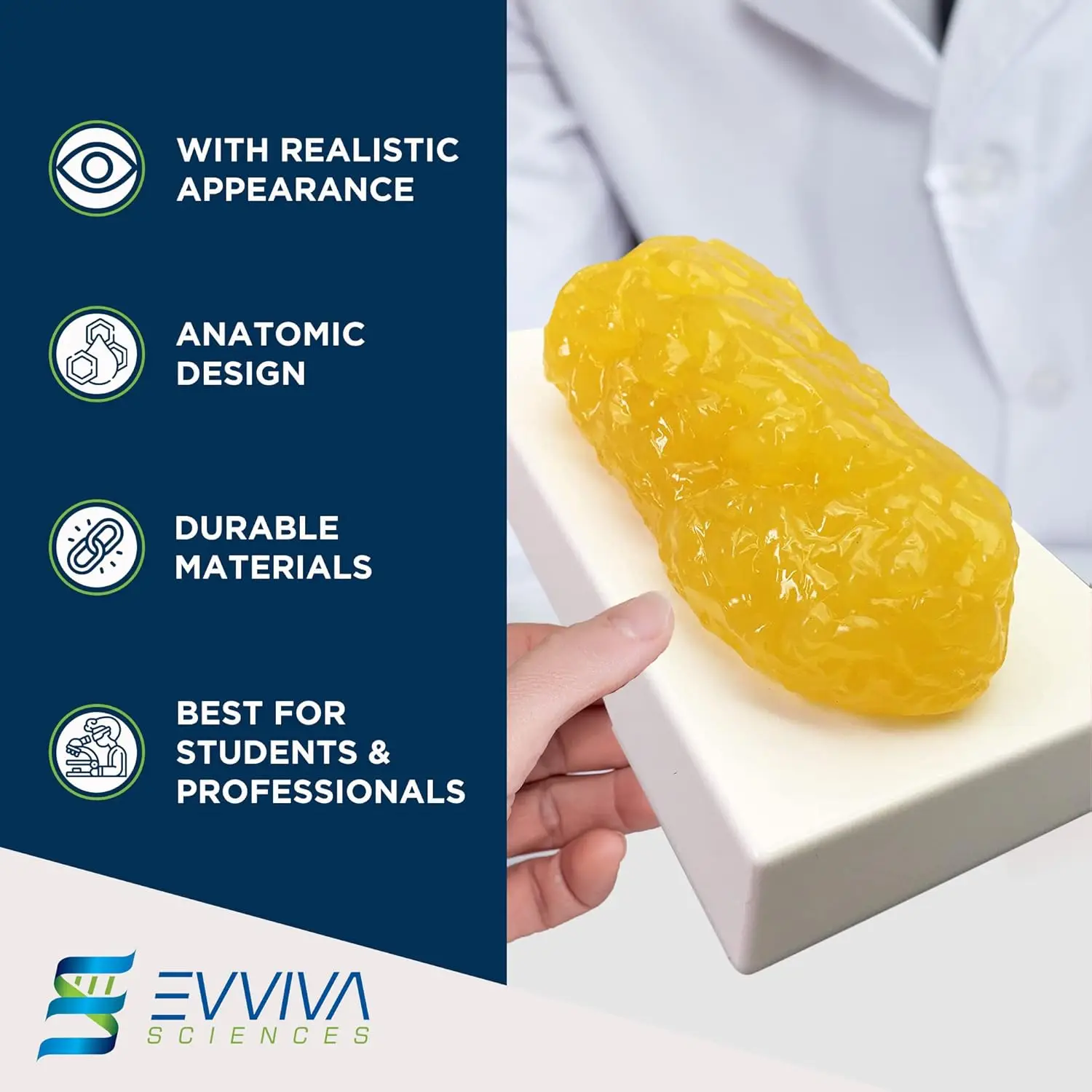 Human Muscle and Fat Replicas  - Nutrition Fitness And Health review and price